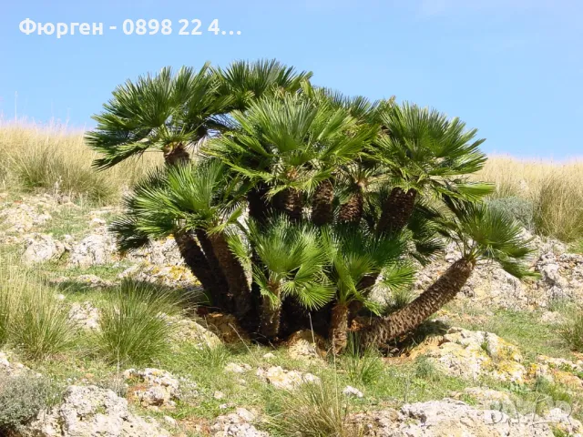 Палма Хамеропс, Chamaerops humilis, снимка 2 - Разсади - 50405858
