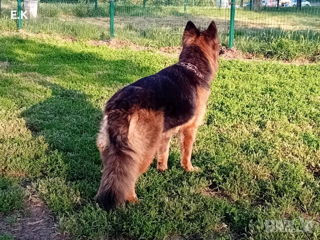 Дългокосместа женска немска овчарка , снимка 5 - Немска овчарка - 52532232