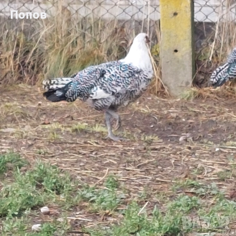 Продавам вествалски петлета, снимка 3 - Кокошки и пуйки - 52050258