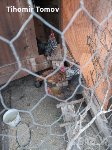 Продавам кокошки носачки петли пуйки пуяци неми патици , снимка 8 - Кокошки и пуйки - 53213115