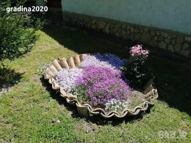 Флокс субулата (Phlox subulata) – пълзящ флокс, снимка 8 - Градински цветя и растения - 27198088