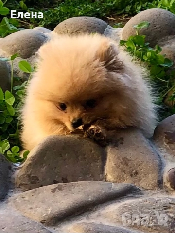 Померанчета, снимка 3 - Померан - 52631209
