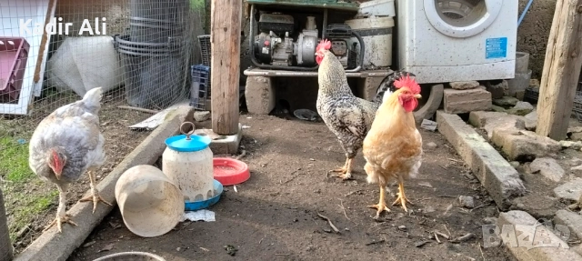 Продавам млади петли , снимка 5 - Кокошки и пуйки - 53690186