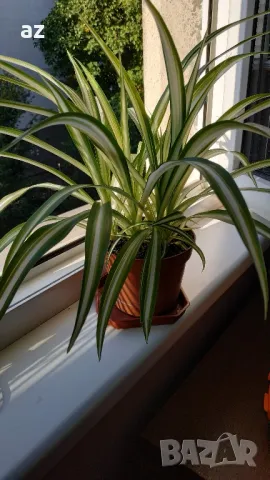 хлорифитум /зелена лилия/, снимка 4 - Други стоки за дома - 49896853