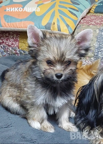 Продавам Йоркширски териер , снимка 10 - Йоркширски териер - 53051709