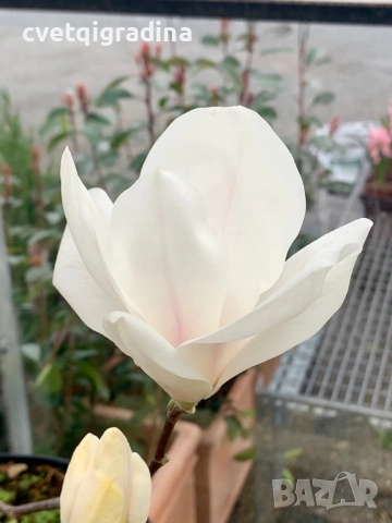 Magnolia alba ‘Superba-Магнолия Алба суперба