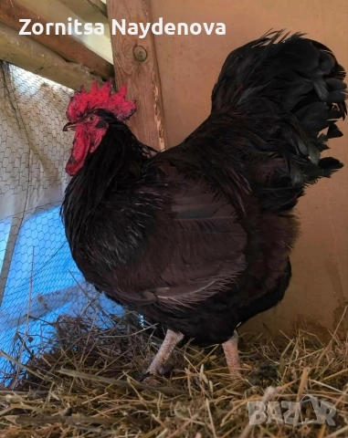 Червен Роуд Айлънд, снимка 2 - Кокошки и пуйки - 52644363