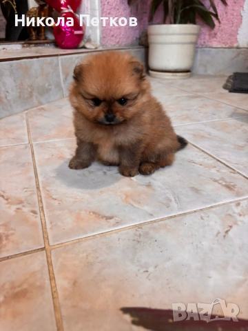 Померан мини , снимка 4 - Померан - 53076217