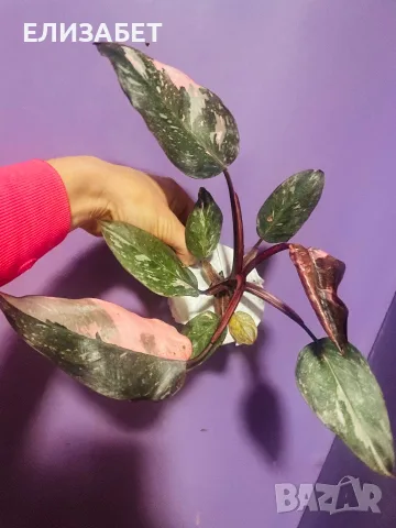 Fhilodendron pink marbel