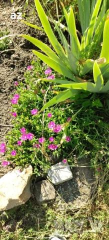 клематис, снимка 8 - Разсади - 50888936