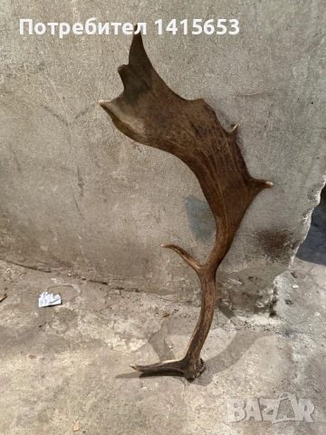 Продавам рог от лопатар, снимка 2 - Други ценни предмети - 53608846