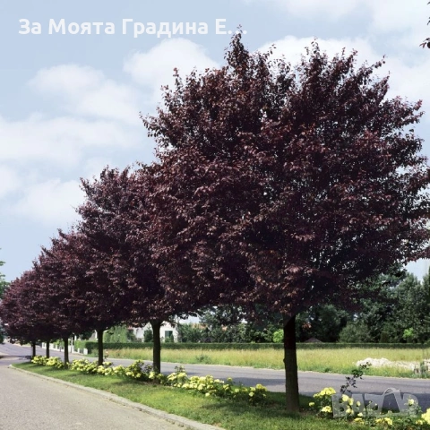 Червенолистна Слива, снимка 4 - Градински цветя и растения - 53619155