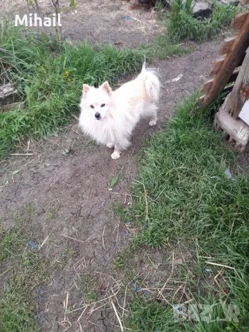 Продавам немски шпиц, снимка 1