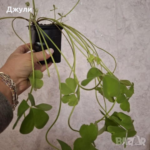 Оксалис /Детелина Бяла и Розова, снимка 4 - Стайни растения - 52404389