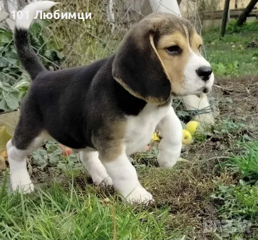 Бигъл с родословие, снимка 2 - Бигъл - 47450435