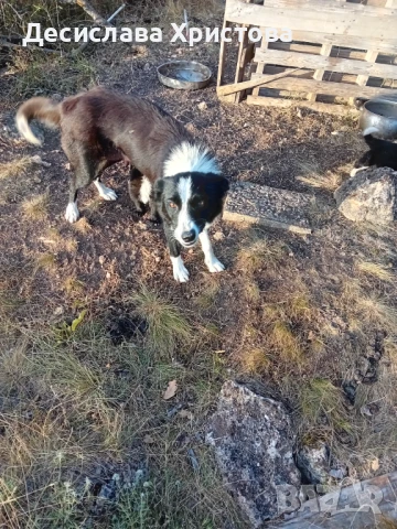 Продавам кръстоска от бордан коли с каракачанка мъжко и Богдан коли женско, снимка 1