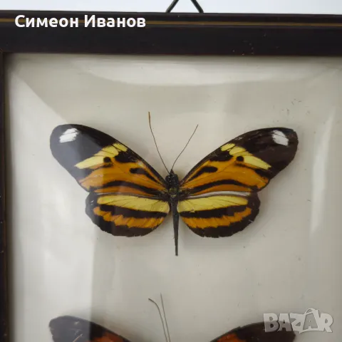 Препарирани пеперуди в рамка от Бразилия #5891, снимка 6 - Други ценни предмети - 50268046