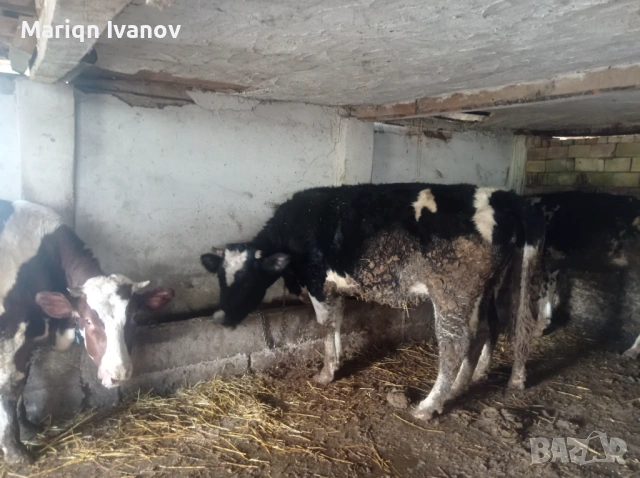 Продавам крави и теле, снимка 6 - Крави - 53633254