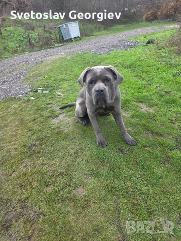 кане корсо, снимка 3 - Кане корсо - 52790306