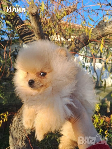 Продавам померан , снимка 3 - Померан - 52913555