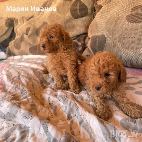Мини пуделчета, момче и момиче!, снимка 2 - Пудели - 56151492