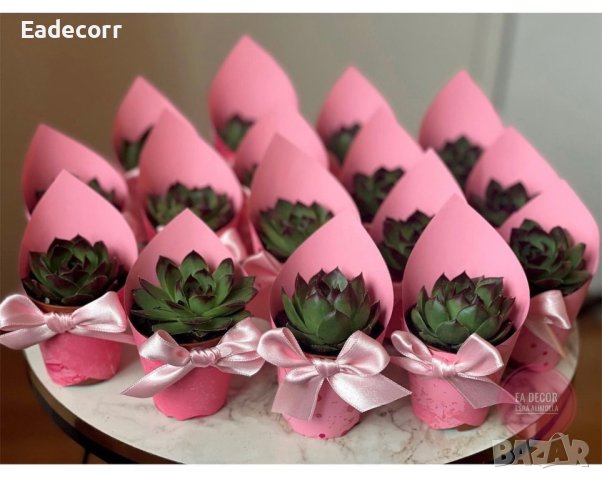 Украсени сукуленти , снимка 11 - Декорация - 32784529