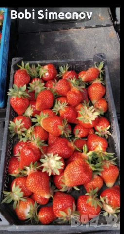 Искаш богата реколта от сладки и ароматни ягоди предлагам ти качествен расад клаудия и скала 