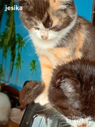 малки сладки котенца полуперсийчета , снимка 8 - Други - 52403277