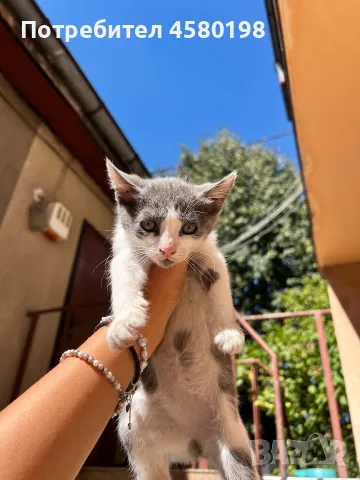 Подарявам пет малки котенца!, снимка 3 - Други - 56167750
