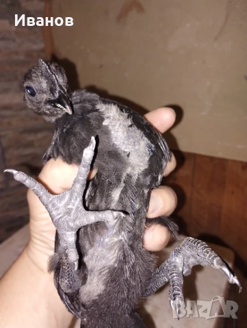 Аям Кемани - разплодни яйца, чифтове и пилета , снимка 2 - Кокошки и пуйки - 50290647