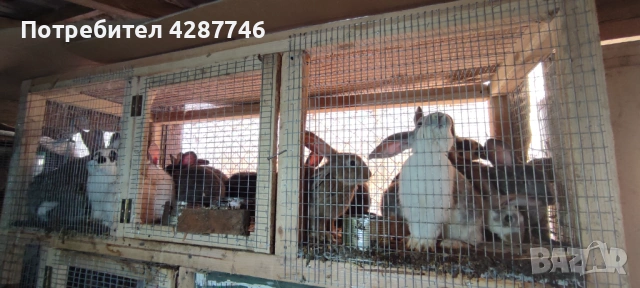 Продавам зайци порода пеперуда на 4 месеца , снимка 3 - Други - 53711480
