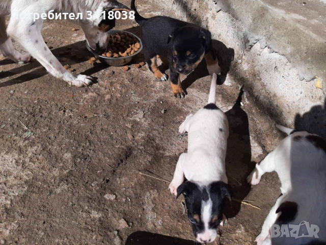 уникални кученца подарявам!, снимка 12 - Други - 53719470