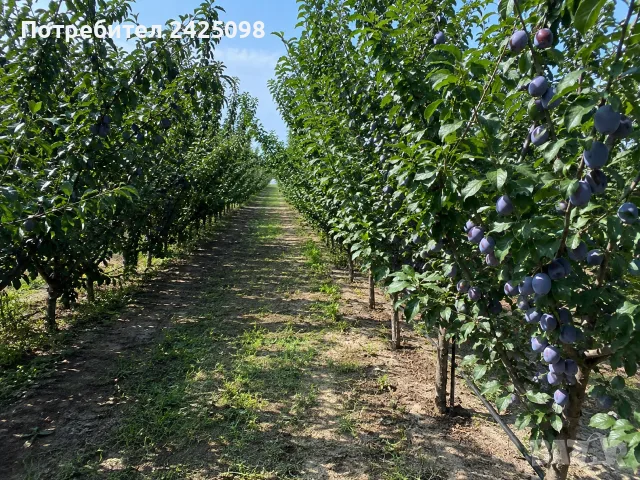 Сливи за ферментация/ракия/, снимка 3 - Други - 55909615