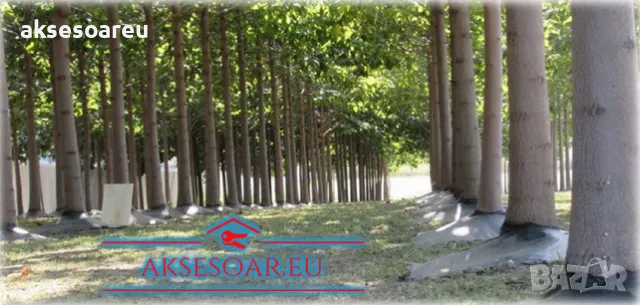 400 качествени семена от красиво декоративно медоносно дърво пауловния томентоса декорация украса, снимка 17 - Сортови семена и луковици - 50387864