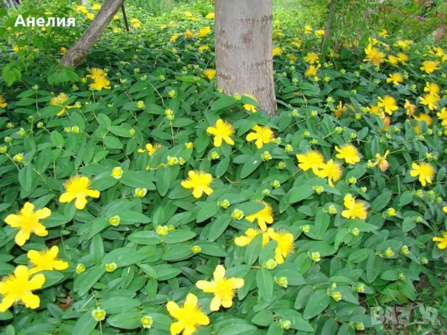 Хиперикум почвопокривен вечнозелен гол корен , снимка 3 - Разсади - 50405460