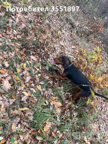 Продавам четири ловни гончета , снимка 11 - Гонче - 52538759