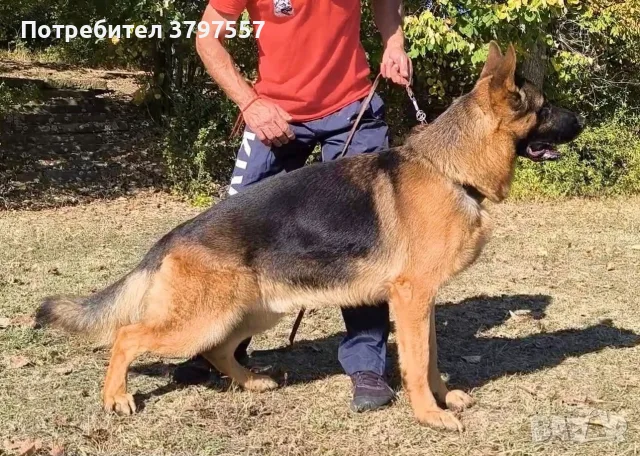 Немски Овчарки от Развъдник , снимка 5 - Немска овчарка - 56320096