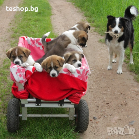 Колела за градински колички/транспортни 2 броя комплект, снимка 5 - Други - 53640916