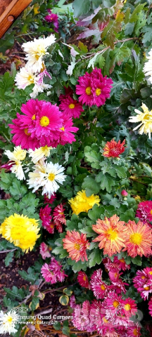 Продавам различни видове хризантеми , снимка 8 - Градински цветя и растения - 44752282