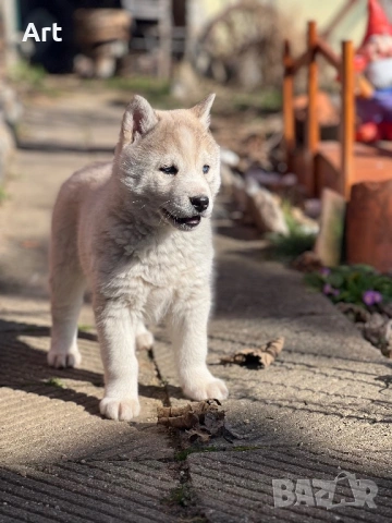 Сибирски хъскита, снимка 10 - Други животни - 53399220