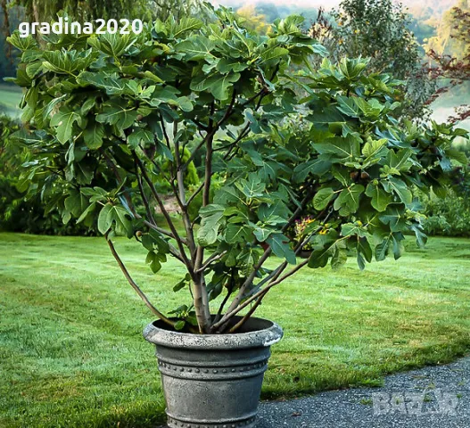 Смокиня Блек мишън - Black Mission, снимка 5 - Разсади - 47776073