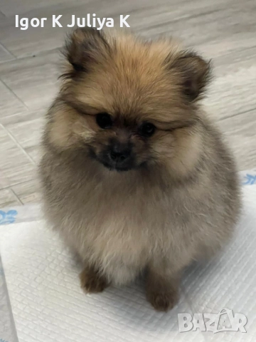 Померанчета, пухави топки