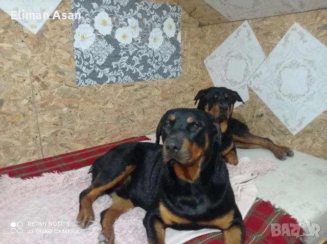 Rotwailer Kuceta Mijko i Jesnko , снимка 4 - Ротвайлер - 53354290