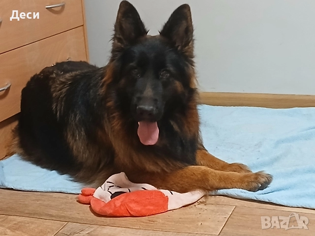 дългокосмести немски овчарки, снимка 11 - Немска овчарка - 52960638