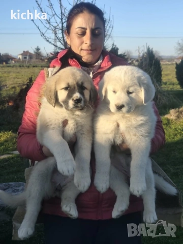 Кавказка овчарка, снимка 10 - Кавказка овчарка - 53840449