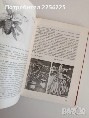 Цветя за нашия дом, снимка 7 - Специализирана литература - 52183831