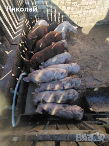 Прасенца на два месеца, снимка 2 - Прасета - 52459251