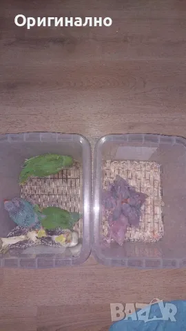 Малък Александър 💗 Корела, снимка 4 - Папагали - 50238458