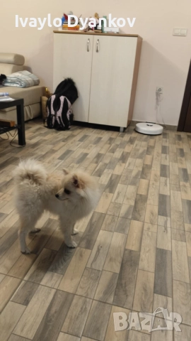 Померанче, снимка 6 - Шпиц - 52891129