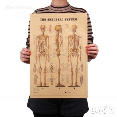 Постер постери плакат скелет 42x29cm